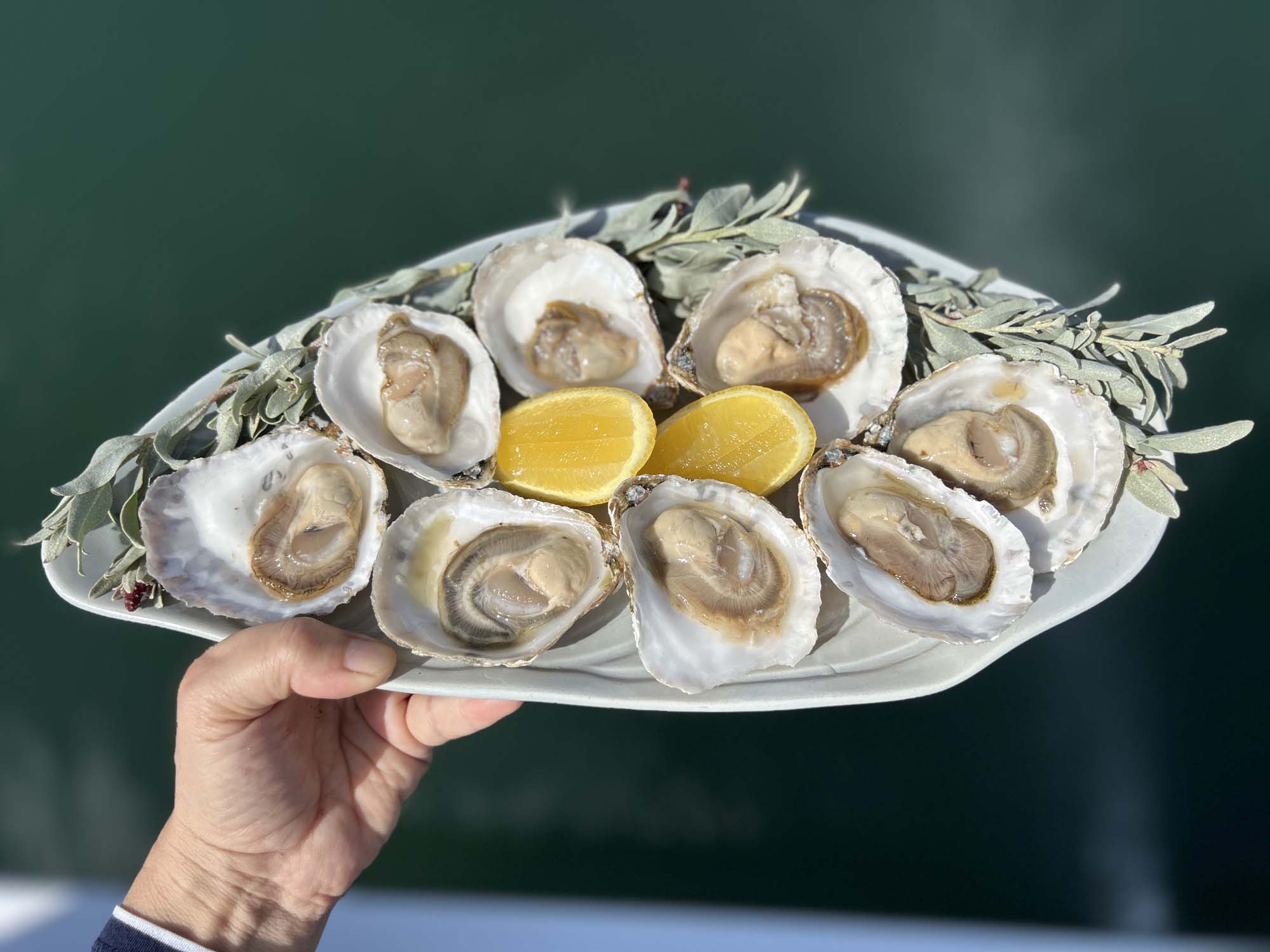 PMT Angasi Oyster