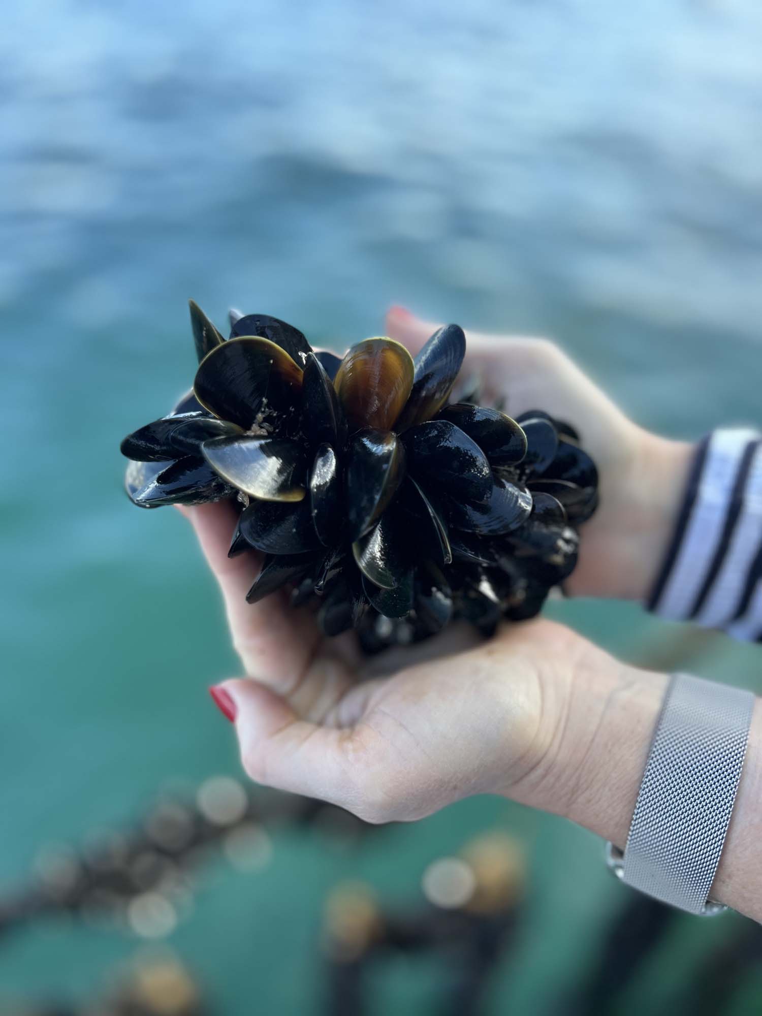 Portarlington Mussel Tours (29)