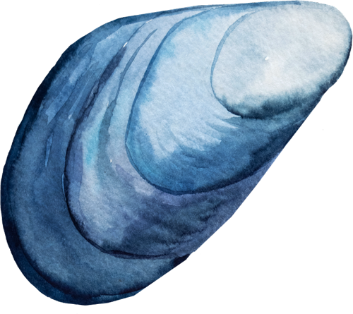 Watercolour-Mussel-2
