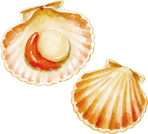 Watercolour-Scallops
