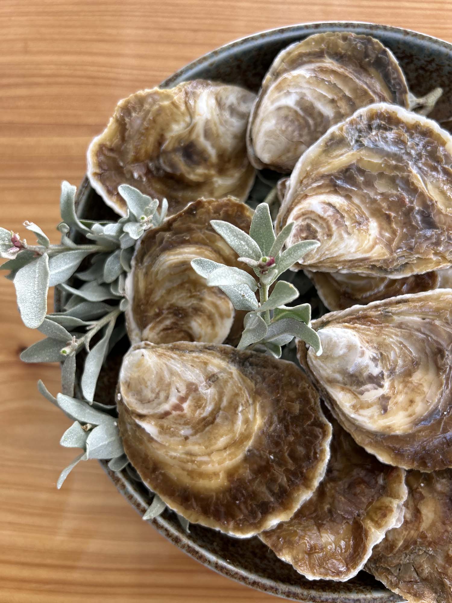 angasi oyster PMT (4)